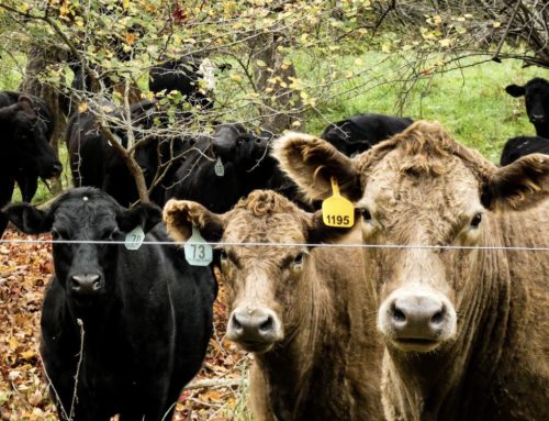 Continental Search to Attend CattleCon2023