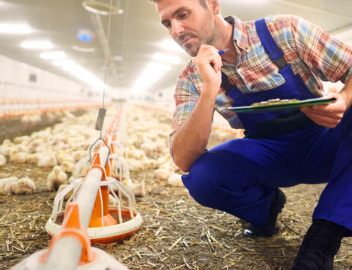 Tips for Getting a Position in Poultry Nutrition